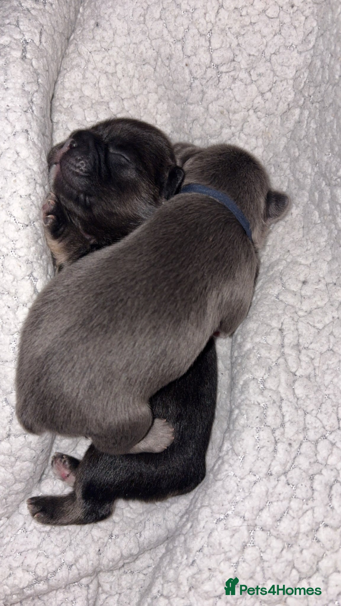 French Bulldog dogs for sale: 6 long haired French bulldogs for sale - Advert 6