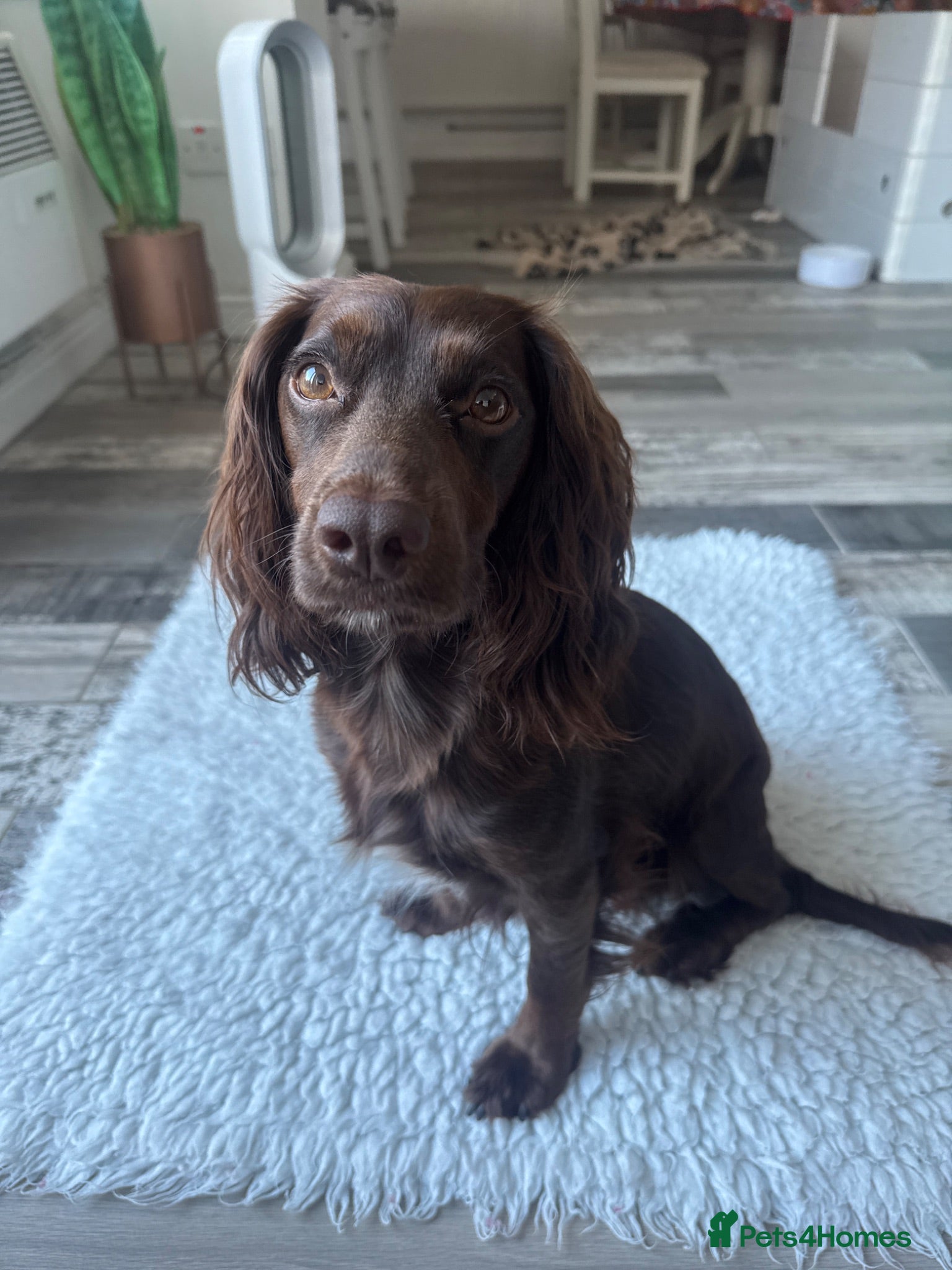 Cocker Spaniel dogs Cocker Spaniel Puppies For Sale - Advert 1