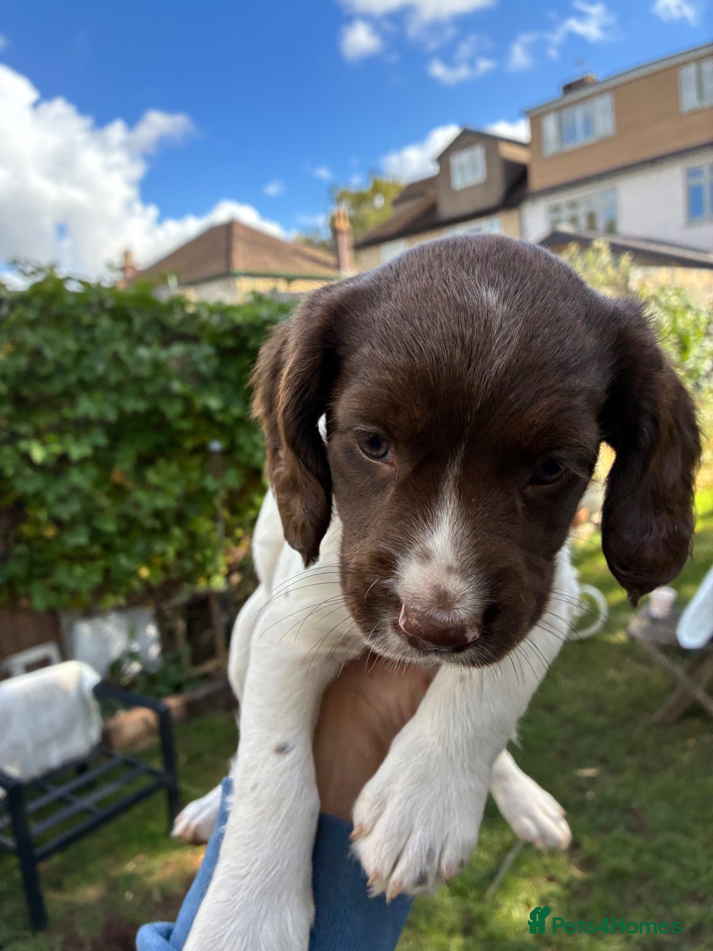 English Springer Spaniel dogs Willows pups. One girl remaining  - Advert 2