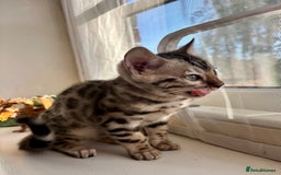 Bengal cats for sale: Female Bengal kitten available now - Image 5