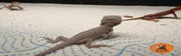 Bearded Dragon reptiles for sale: Red Monster /Zero Baby Bearded Dragons ready to go - Advert 12
