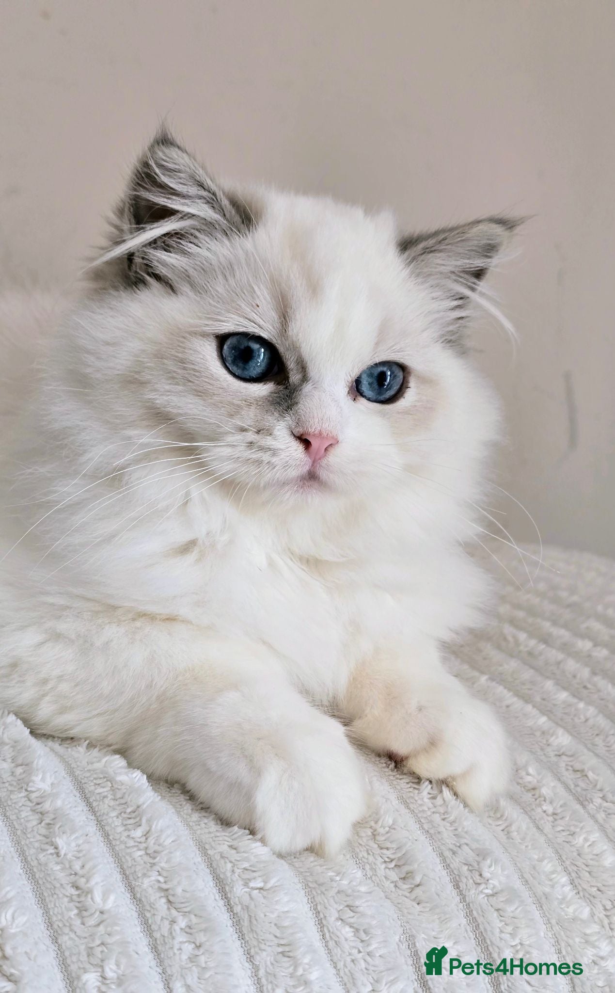 Ragdoll cats Beautiful Pedigree Ragdoll Kittens 💘 Ready Now - Advert 1