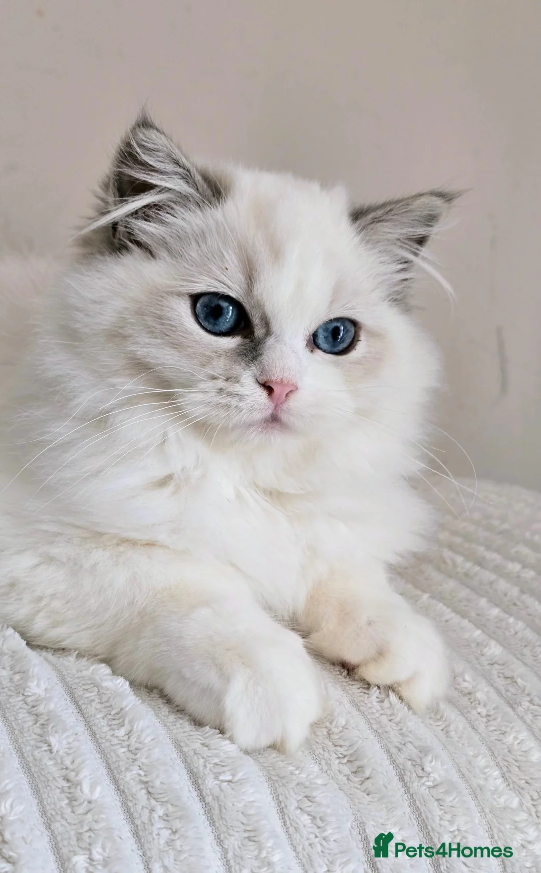 Ragdoll cats for sale: Beautiful Pedigree Ragdoll Kittens 💘 Ready Now - Advert 1