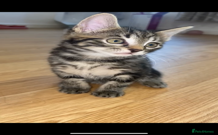 Bengal cats - Advert 16