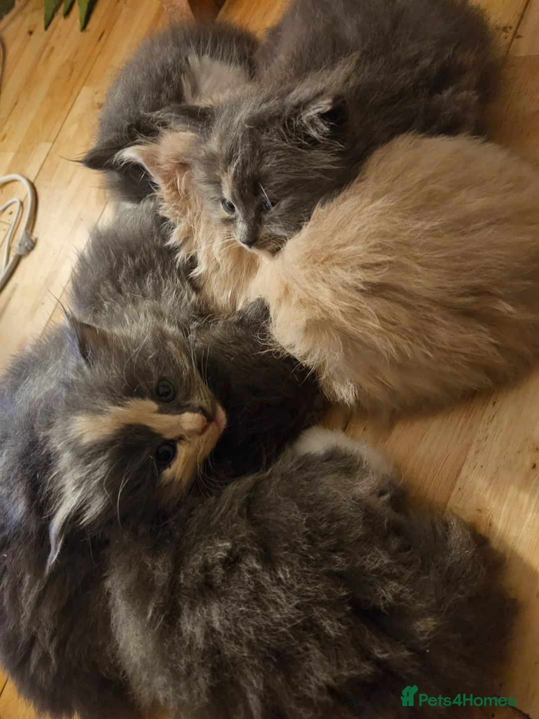 Mixed Breed cats for sale: Fluffy kittens  - Advert 2