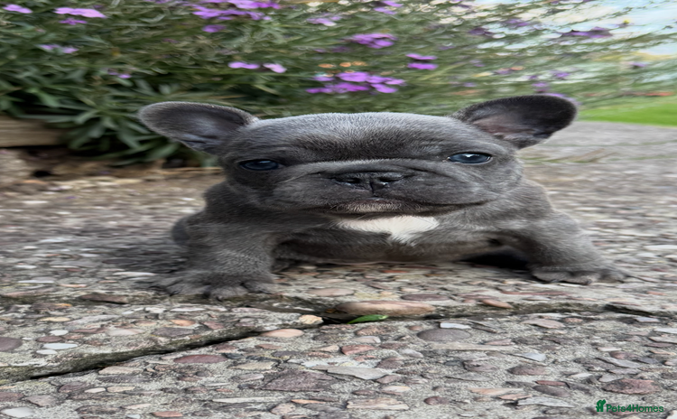 French Bulldog dogs - Advert 4
