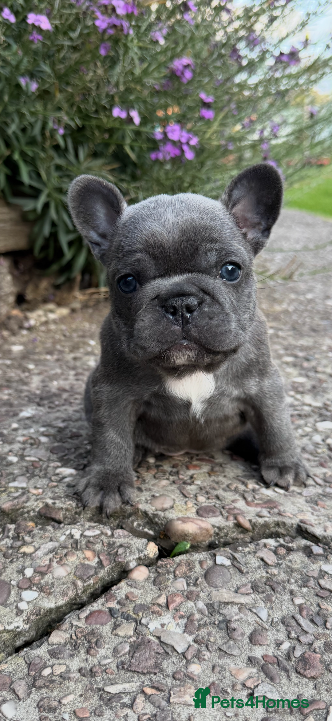 French Bulldog dogs for sale: Gorgeous French Bulldog Puppies. - Image 1