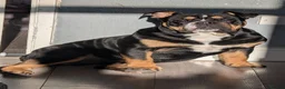 Mixed Breed dogs for sale: Nebbr registered male pup 9 months old - Advert 3