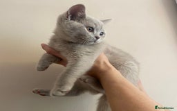 British Shorthair cats for sale: *Nearly Ready* GCCF Registered BSH Kittens  - Image 3