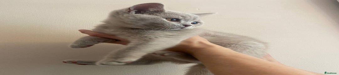 British Shorthair Kitten 3