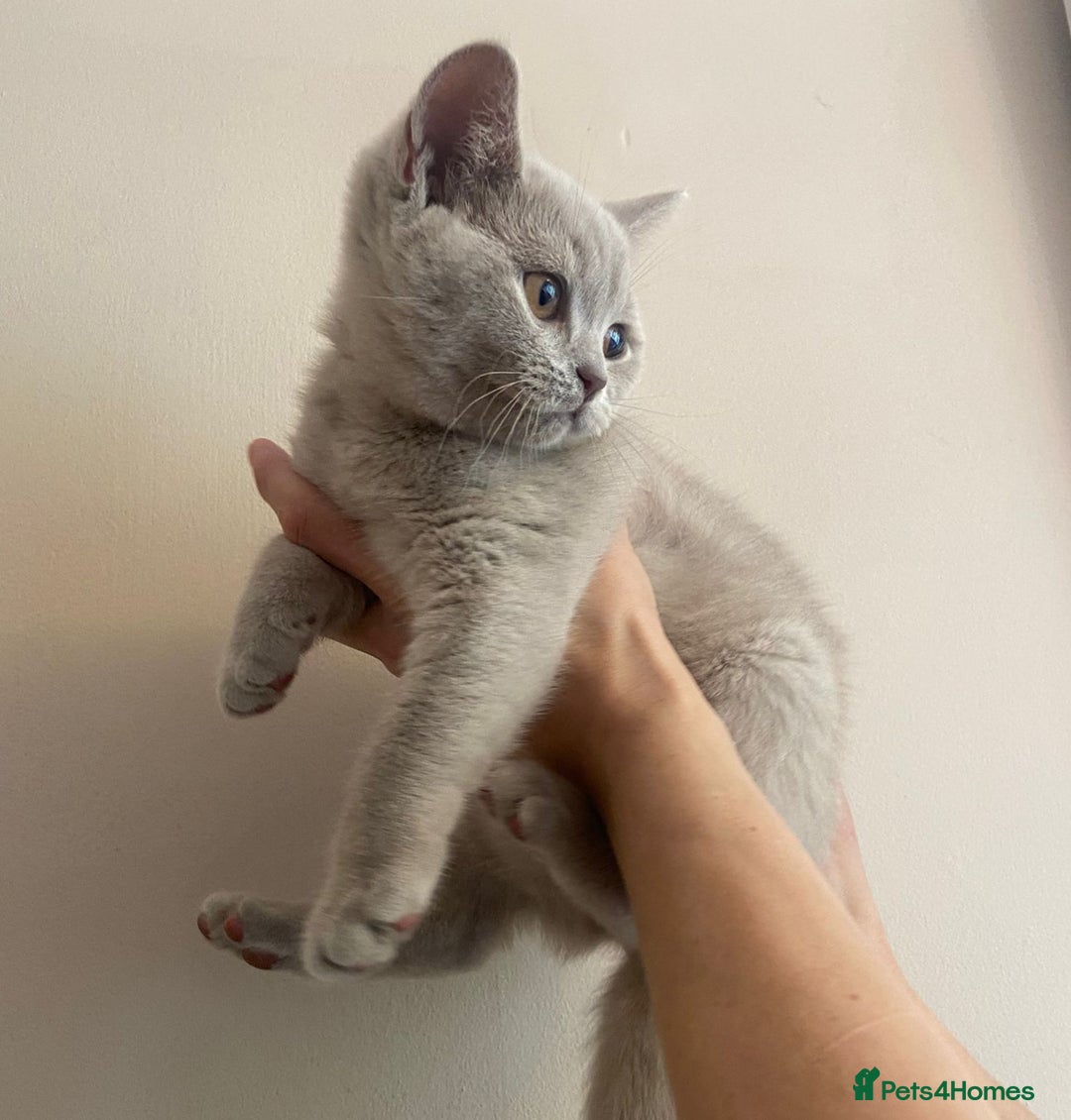 British Shorthair cats for sale: *Nearly Ready* GCCF Registered BSH Kittens  - Image 3