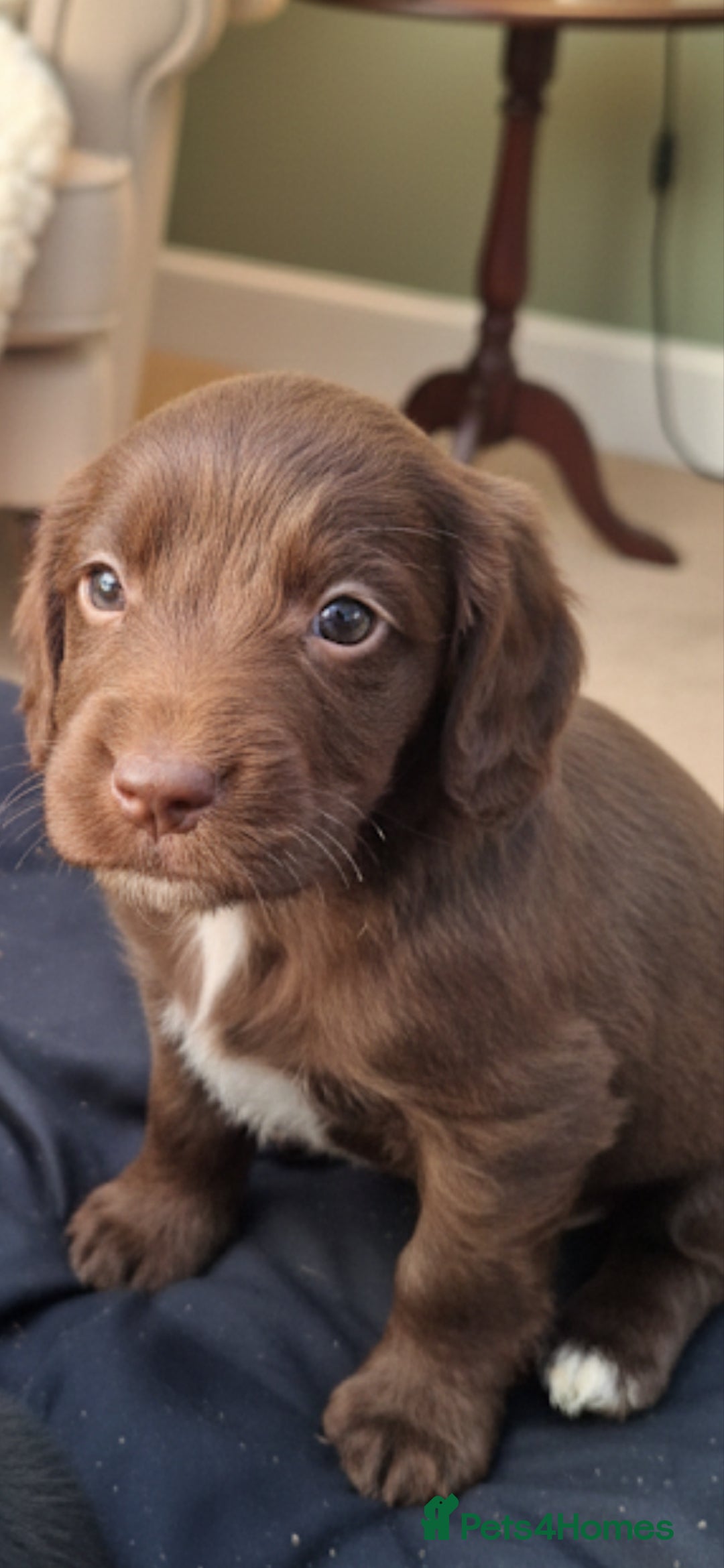 Cockapoo dogs for sale: Gorgeous cockapoo puppies available  - Advert 6