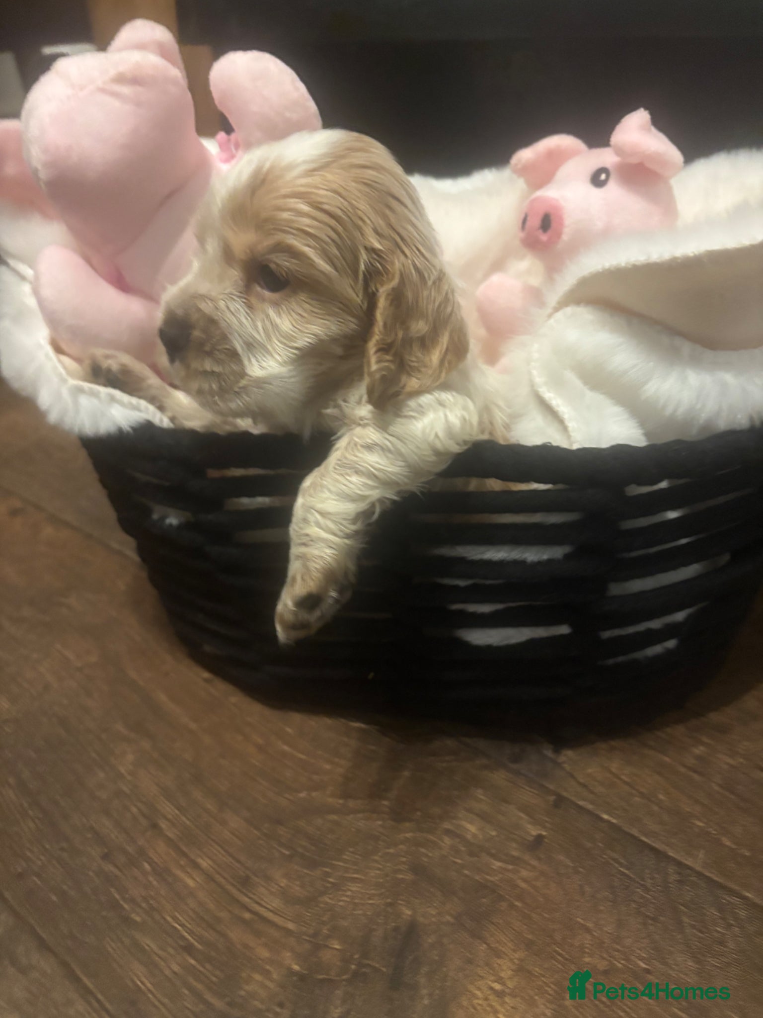 Cocker Spaniel dogs Cocker spaniels - Advert 8