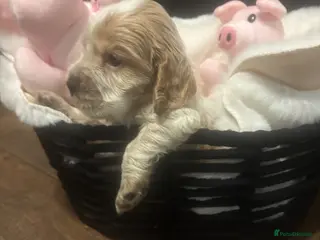 Cocker Spaniel dogs Cocker spaniels - Advert 8