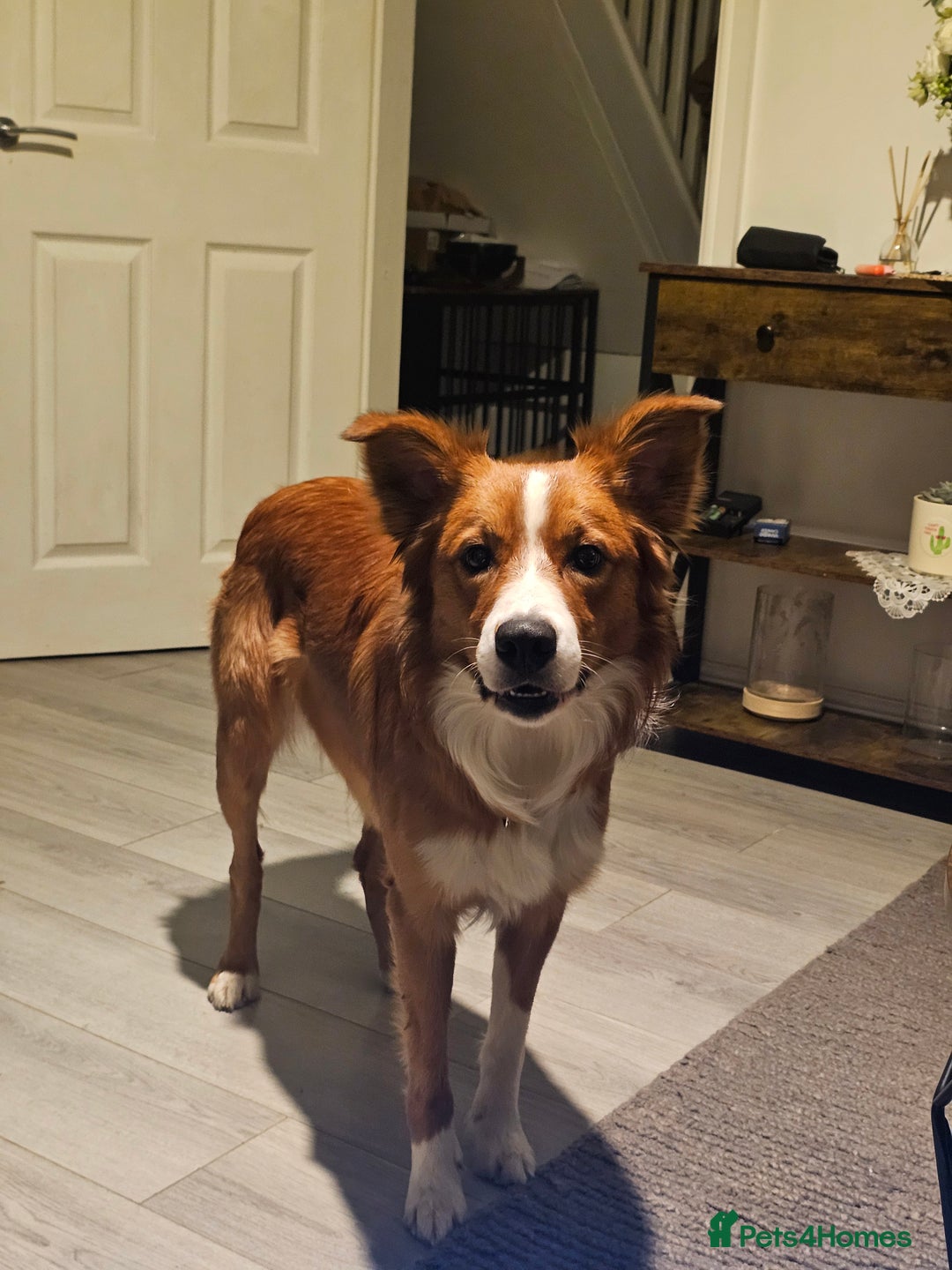 Border Collie dogs for sale: Loving Border Collie "Ollie" Needs a New Home - Advert 2