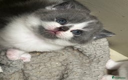 British Shorthair cats for sale: 2 Stunning British Shorthair Kittens  - Image 1