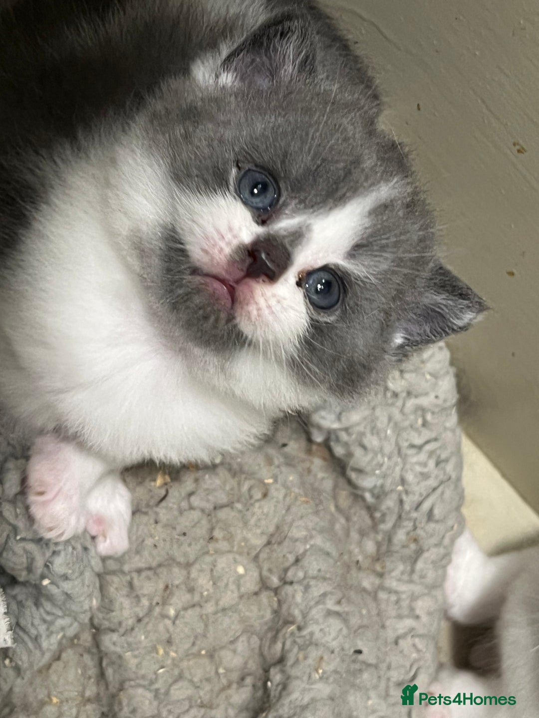 British Shorthair cats for sale: 2 Stunning British Shorthair Kittens  - Image 1