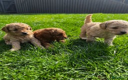 Toy Poodle dogs for sale: Gorgeous kc registered toy poodle pups  - Image 20