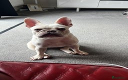 French Bulldog dogs for sale: Well bred French Bulldog Puppies  - Image 5