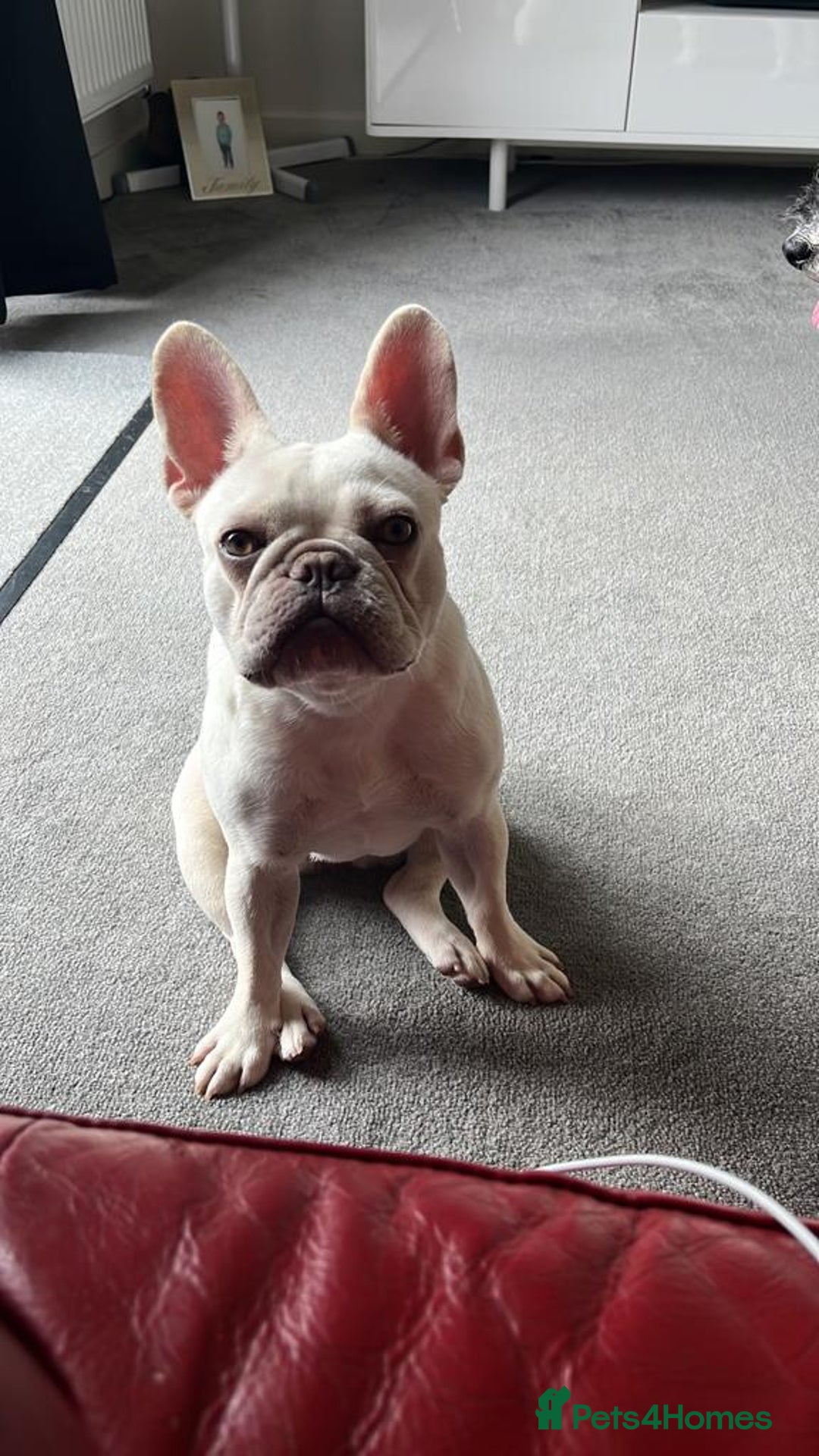 French Bulldog dogs for sale: Well bred French Bulldog Puppies  - Image 5