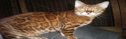 Bengal cats for sale: Beautiful Male Bengal - ready to leave  in Manchester - Advert 2
