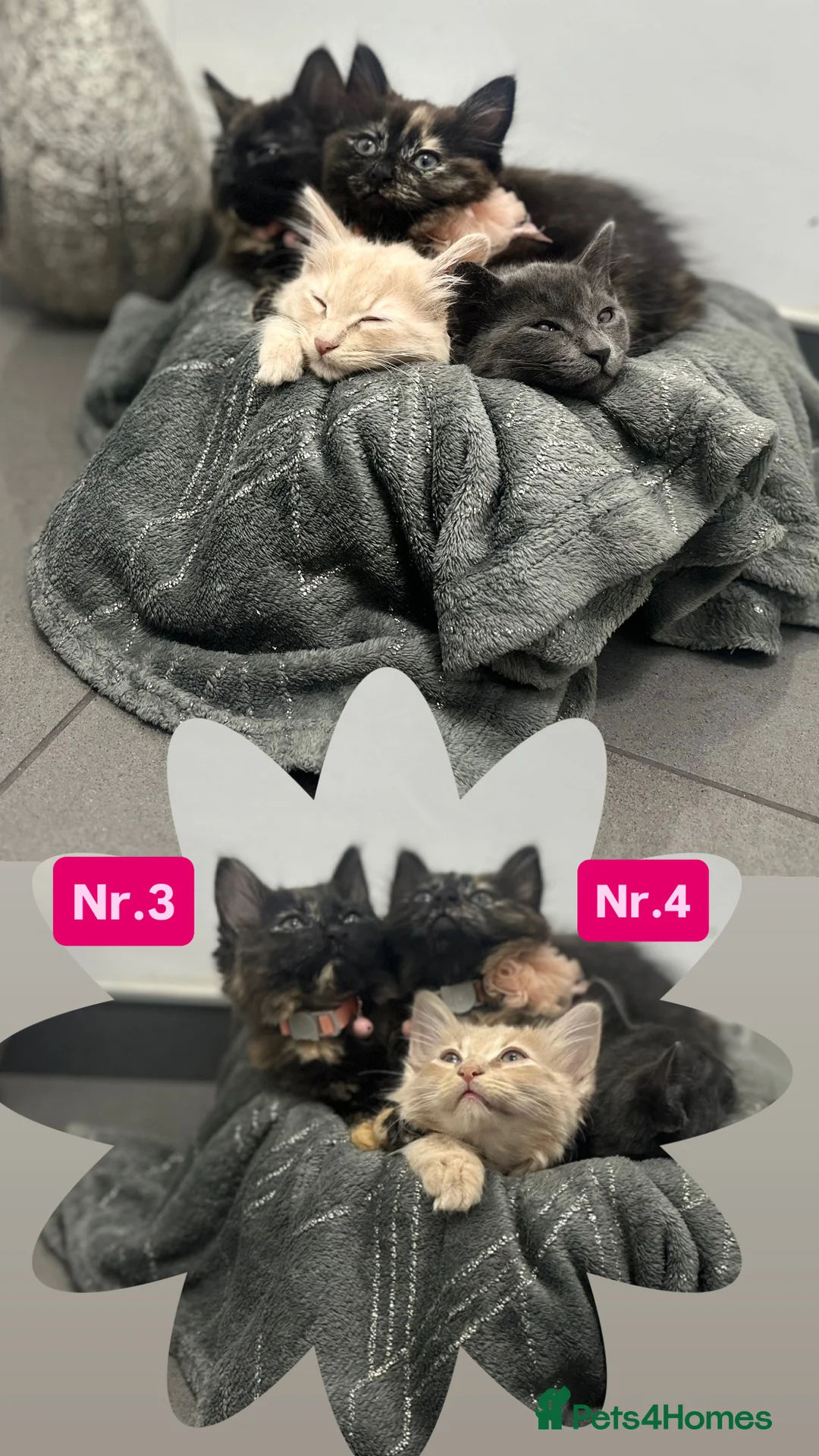 Maine Coon cats for sale: Adorable Half-Maine Coon Kittens - Advert 5