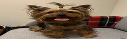 Yorkshire Terrier dogs for stud: Jeff the Yorkie looking for love (stud) - Advert 9