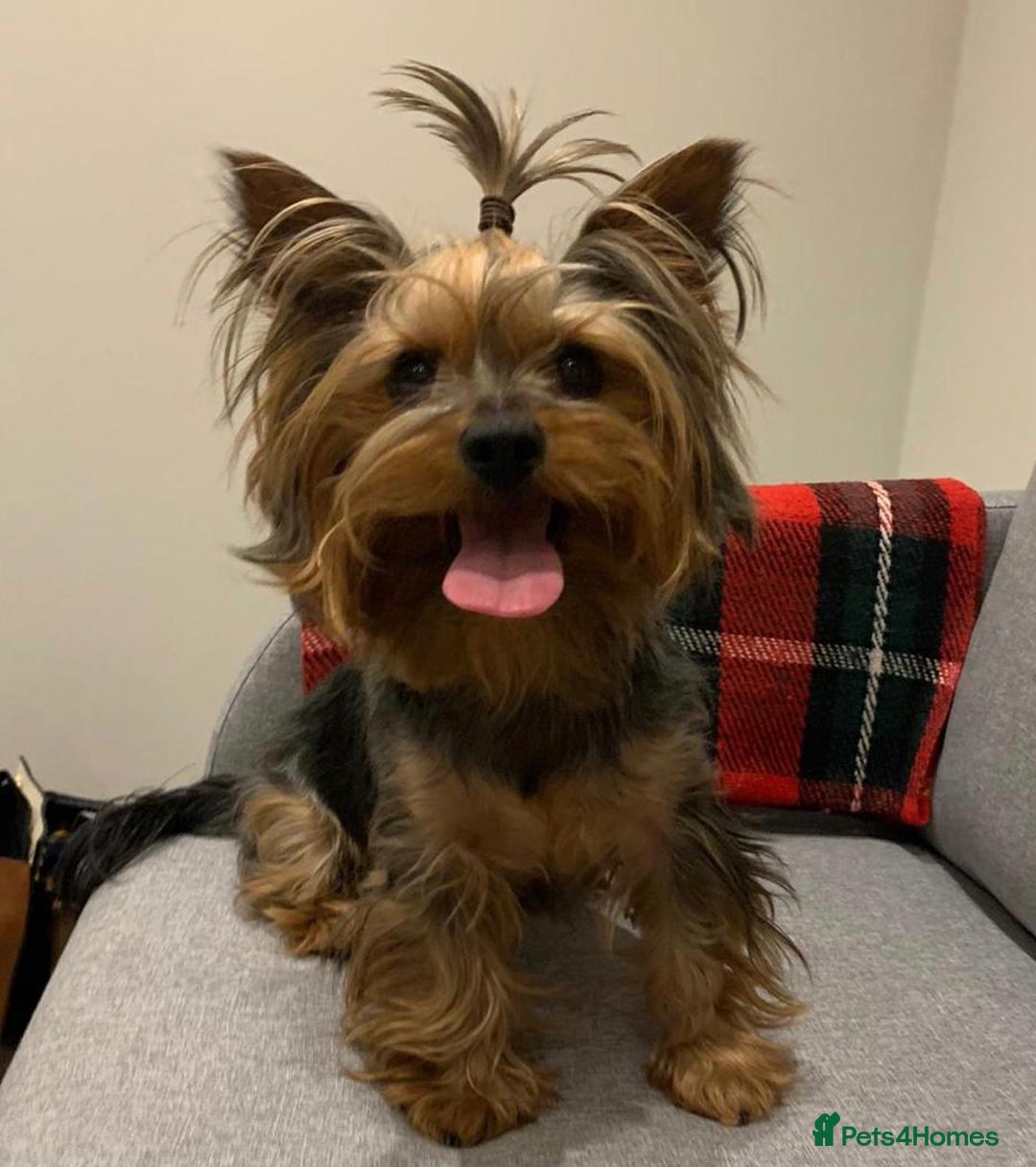 Yorkshire Terrier dogs for stud: Jeff the Yorkie looking for love (stud) - Advert 9