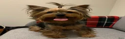 Yorkshire Terrier dogs for stud: Jeff the Yorkie looking for love (stud) - Advert 9