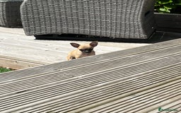 Chihuahua dogs for sale: Tiny pedigree Boy . Fully vaccinated & microchippe - Image 12