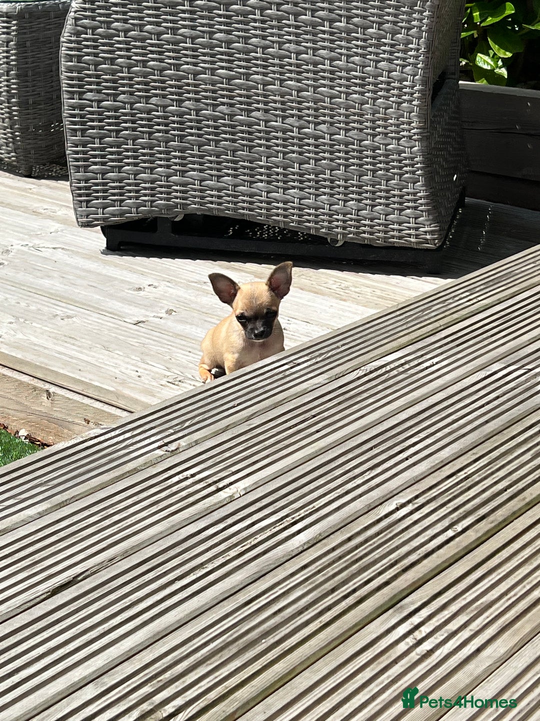 Chihuahua dogs for sale: Tiny pedigree Boy . Fully vaccinated & microchippe - Image 12