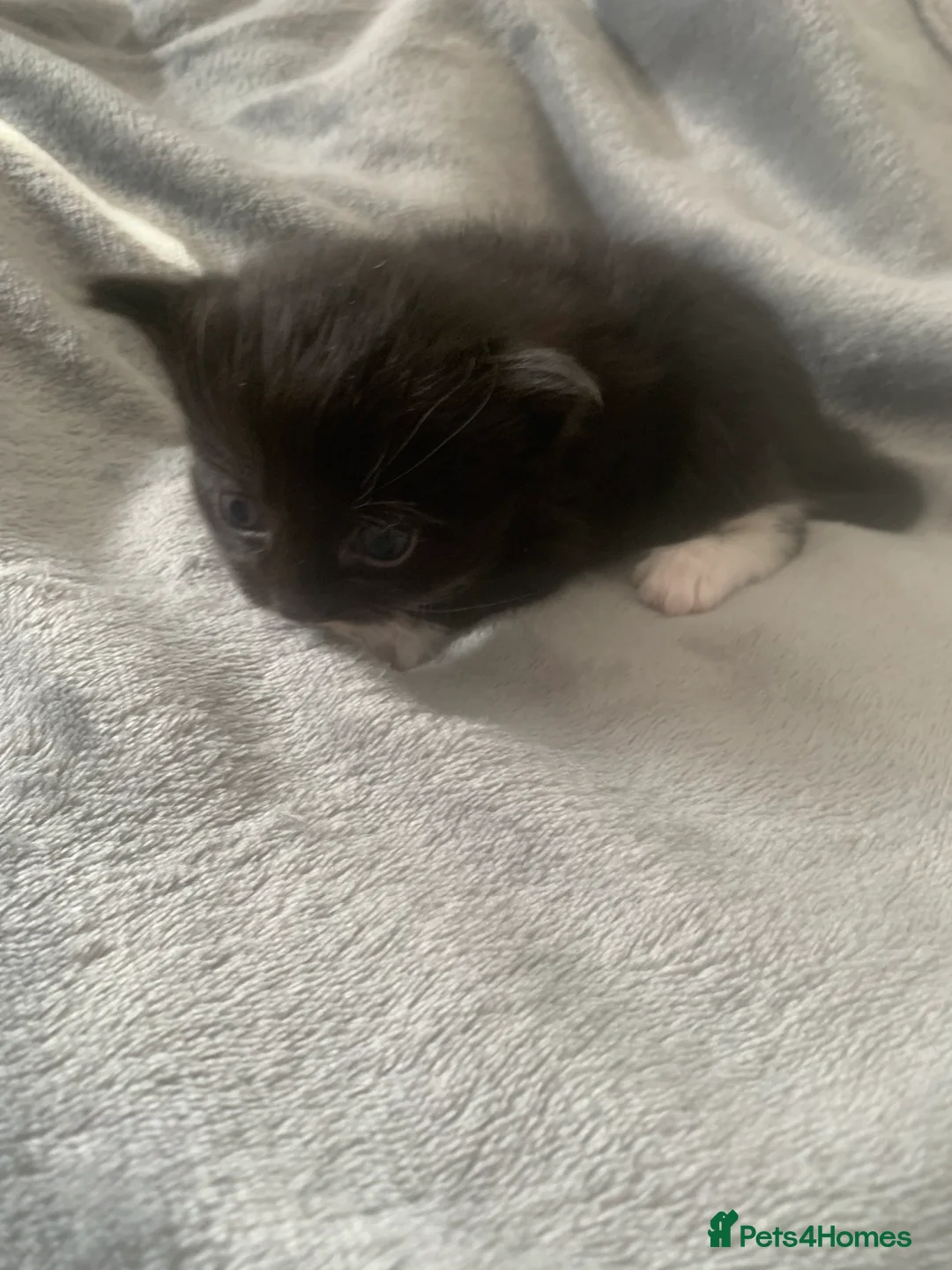 Mixed Breed cats for sale: 4 beautiful male kittens in Cardiff - Advert 2