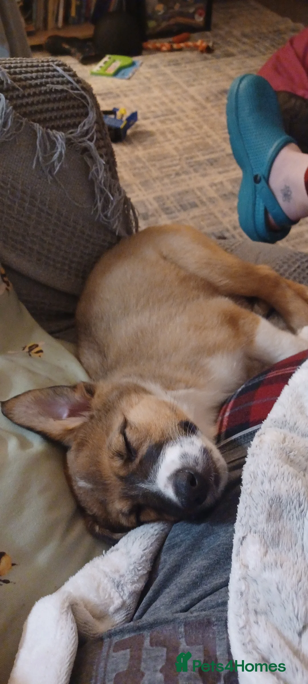 Border Collie dogs for sale: Collie puppies for sale ONLY BOYS AVAILABLE - Advert 2