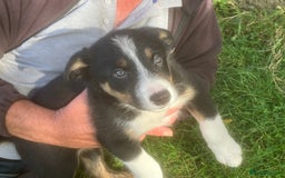 Border Collie dogs for sale: Collie puppies  - Image 2
