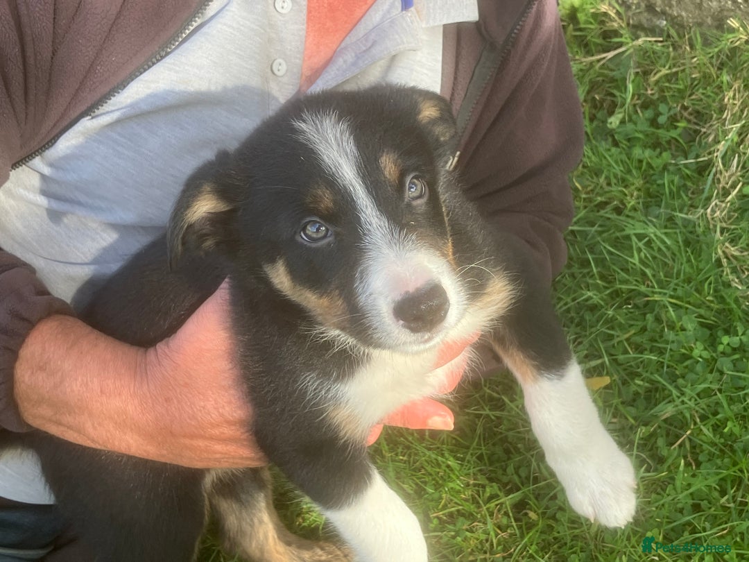 Border Collie dogs for sale: Collie puppies  - Image 2