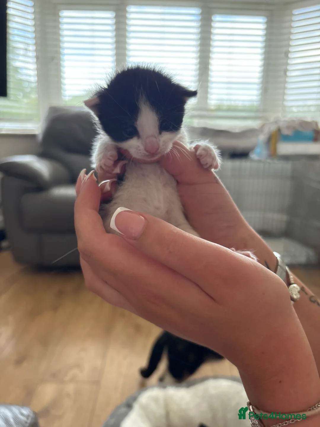 Mixed Breed cats for sale: Beautiful mixed kittens x5  in Derby - Advert 2