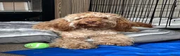 Cockapoo dogs for sale: 1 year old Cockerpoo  - Advert 3
