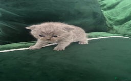 British Shorthair cats for sale: Meet the GCCF British Shorthair - Cuties - Image 12