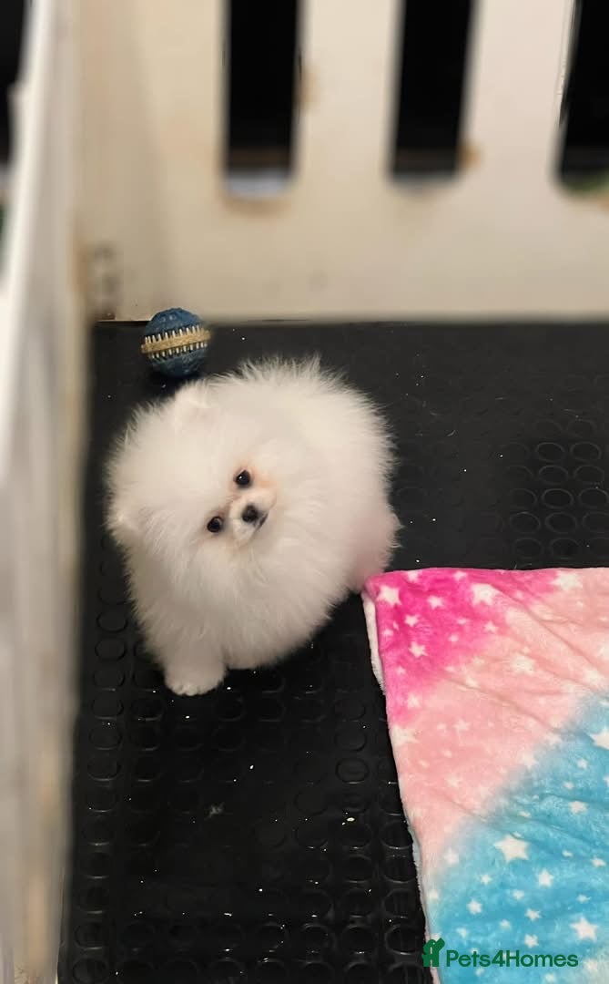 Pomeranian dogs for sale: Xxxx small pure white KC puppies  - Advert 2