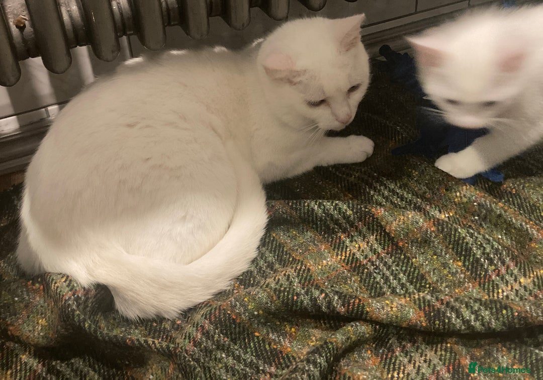 Turkish Van cats for sale: Gorgeous Turkish Van Kittens - Advert 28