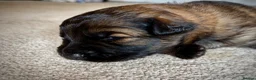 German Shepherd dogs for sale: German Shepherd Puppies 🐾 - Advert 10