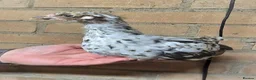 Chickens poultry for sale: Swedish Flower Hens & Cuckoo Marans - Advert 2