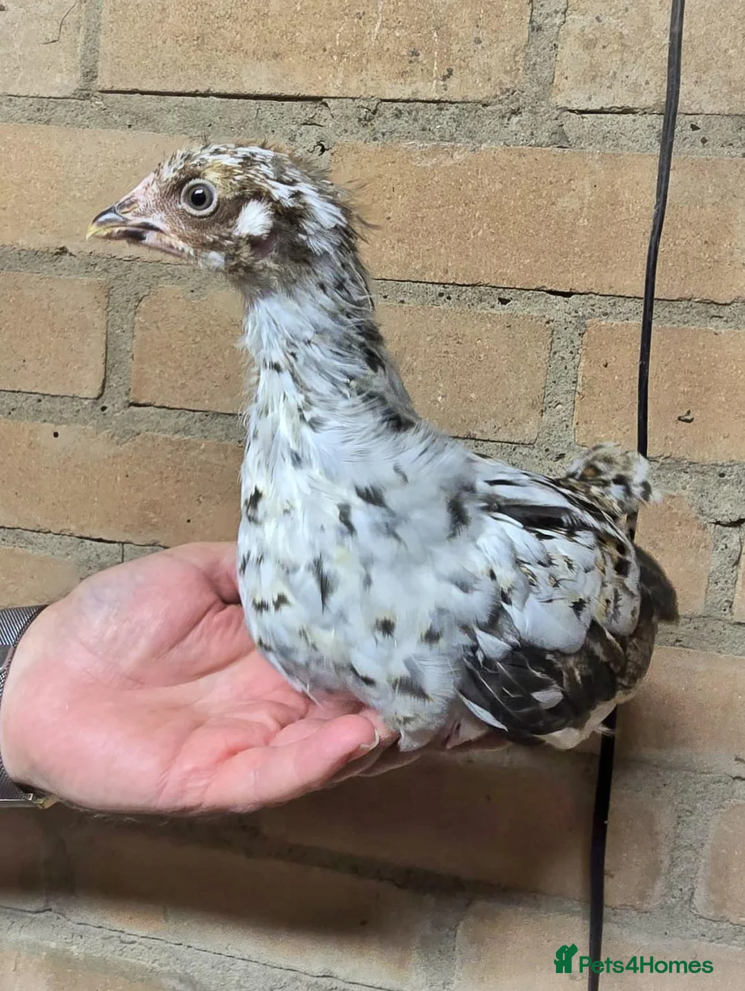 Chickens poultry for sale: Swedish Flower Hens & Cuckoo Marans - Advert 2