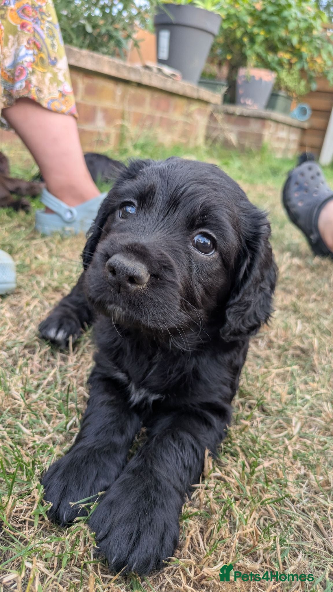 Sprocker dogs Sprocker puppies - Advert 11