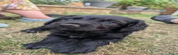 Sprocker dogs for sale: Sprocker puppies READY NOW - Advert 10