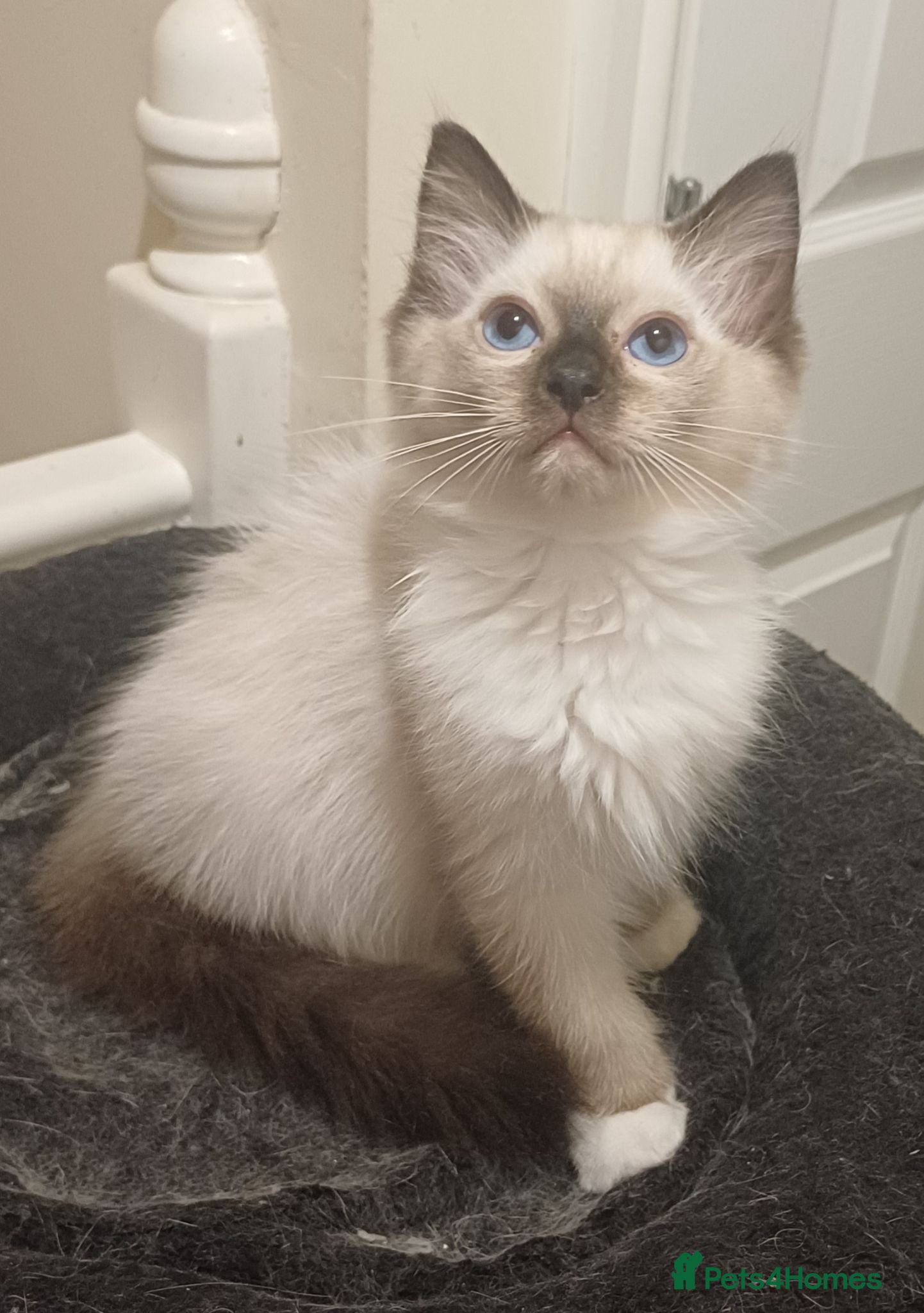 Ragdoll cats Beautiful Ragdoll kittens Ready for new homes. - Advert 3