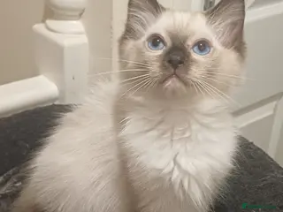 Ragdoll cats Beautiful Ragdoll kittens Ready for new homes. - Advert 3