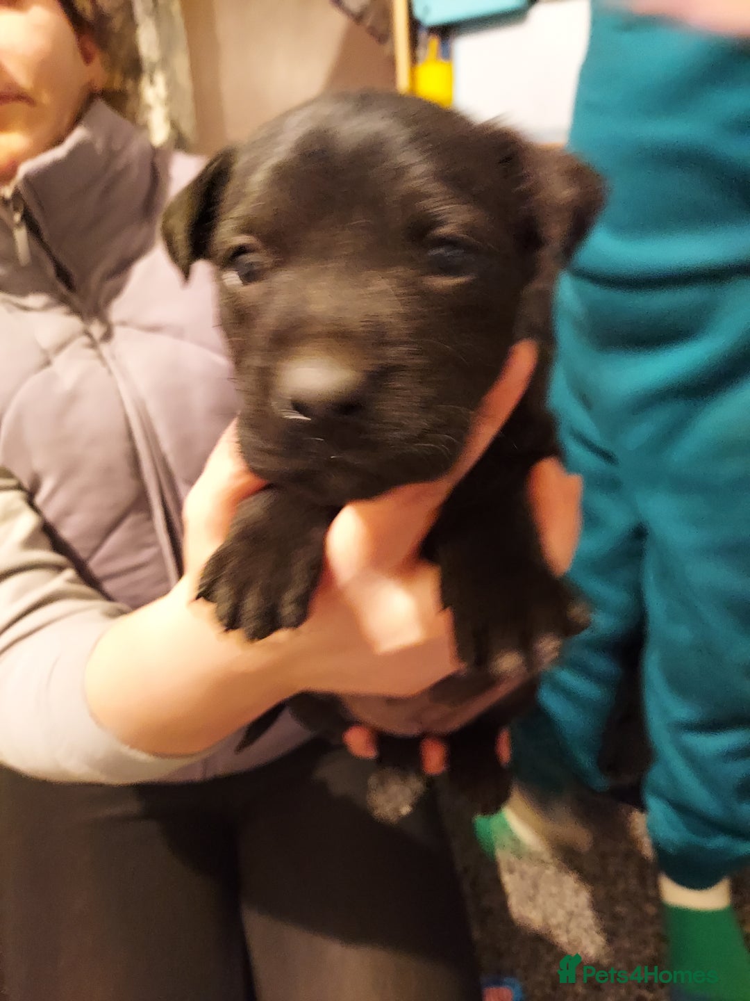 Mixed Breed dogs for sale: Mixed labrador  - Advert 6