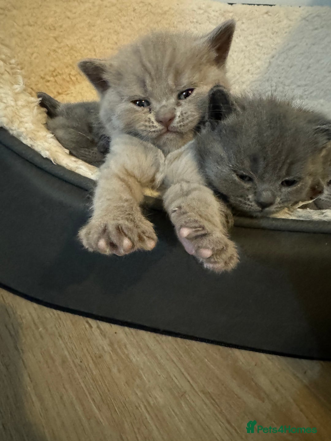 British Shorthair cats for sale: Lilac British shorthair  - Advert 4