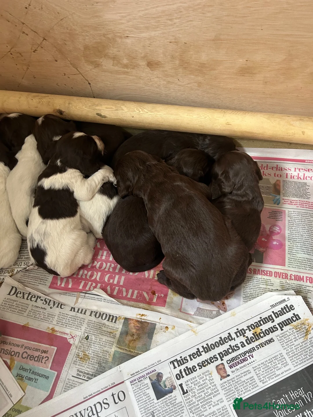 Sprocker dogs for sale: Fantastic litter of F1 Sprocker Spaniel Puppies  - Advert 7